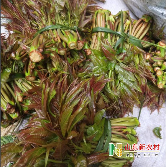 沂蒙香椿芽